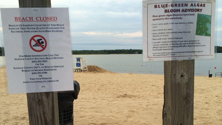 Swimming was prohibited at Lake Ronkonkoma beach due to increased bacteria levels, plus there was a blue-green algae bloom advisory in effect on Tuesday, June 30, 2015 (Long Island Press photo)
