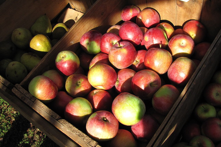 Apple Picking on Long Island