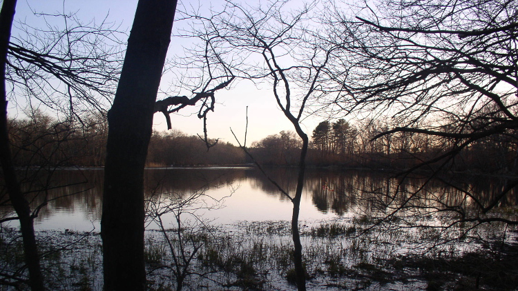 Calberton Ponds Preserve