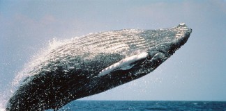Humpback Whales Long Island Sound