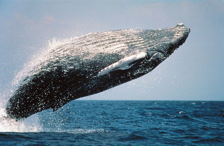Humpback Whales Long Island Sound