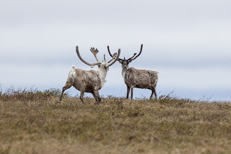 Wildlife_in_the_National_Petroleum_Reserve-Alaska