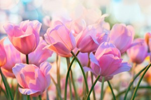 mother's day events on long island