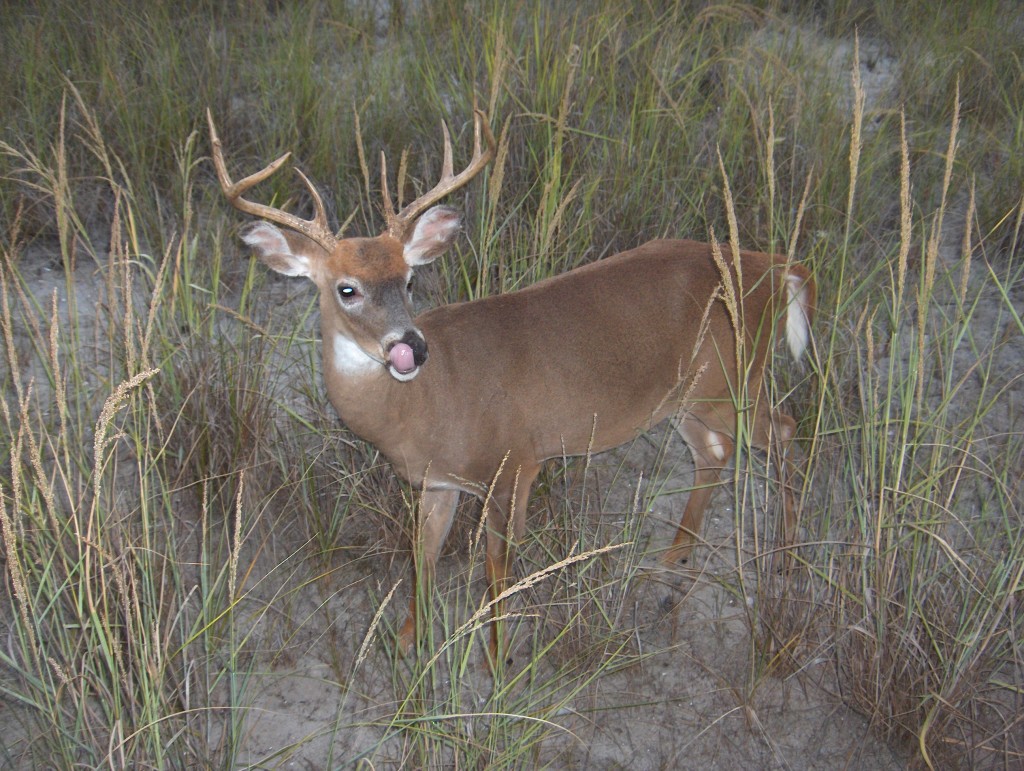 The deer on Fire Island are not afraid to come right up to people.