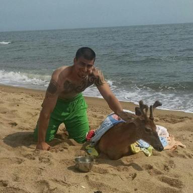 Deer Rescue Long Island Sound