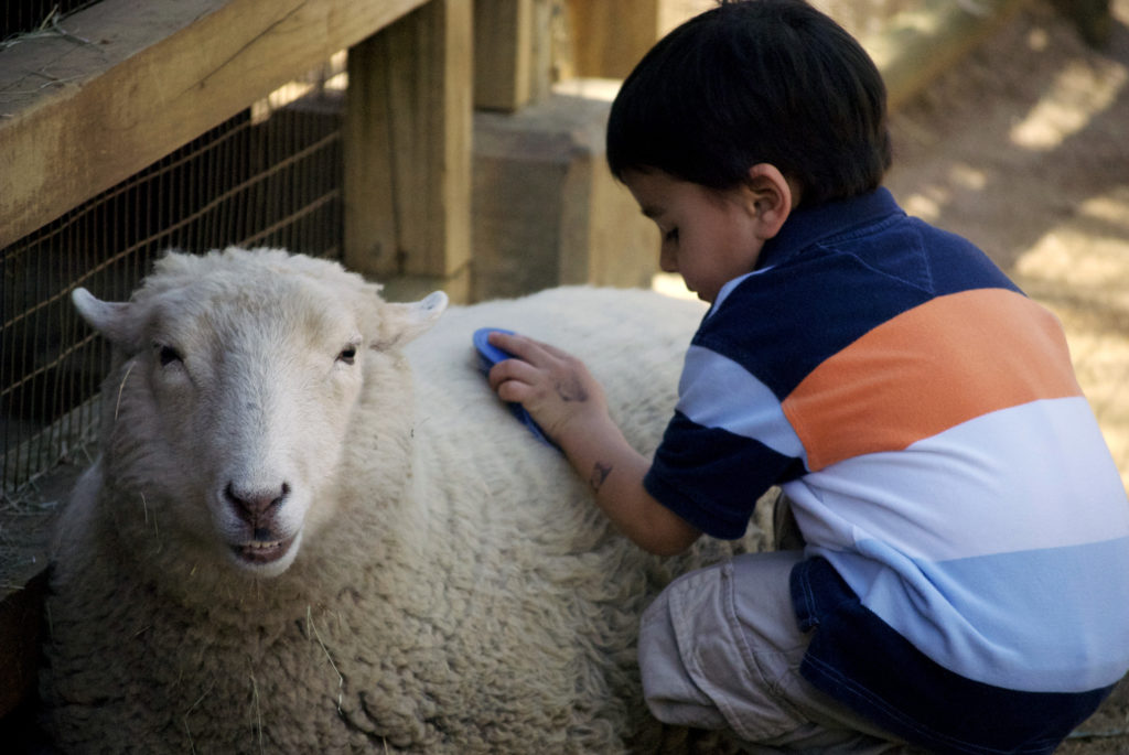 PETTING ZOO