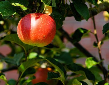 apple picking on Long Island