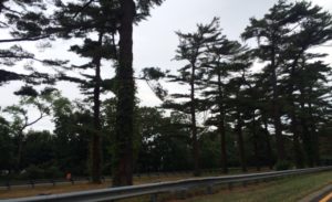 trees