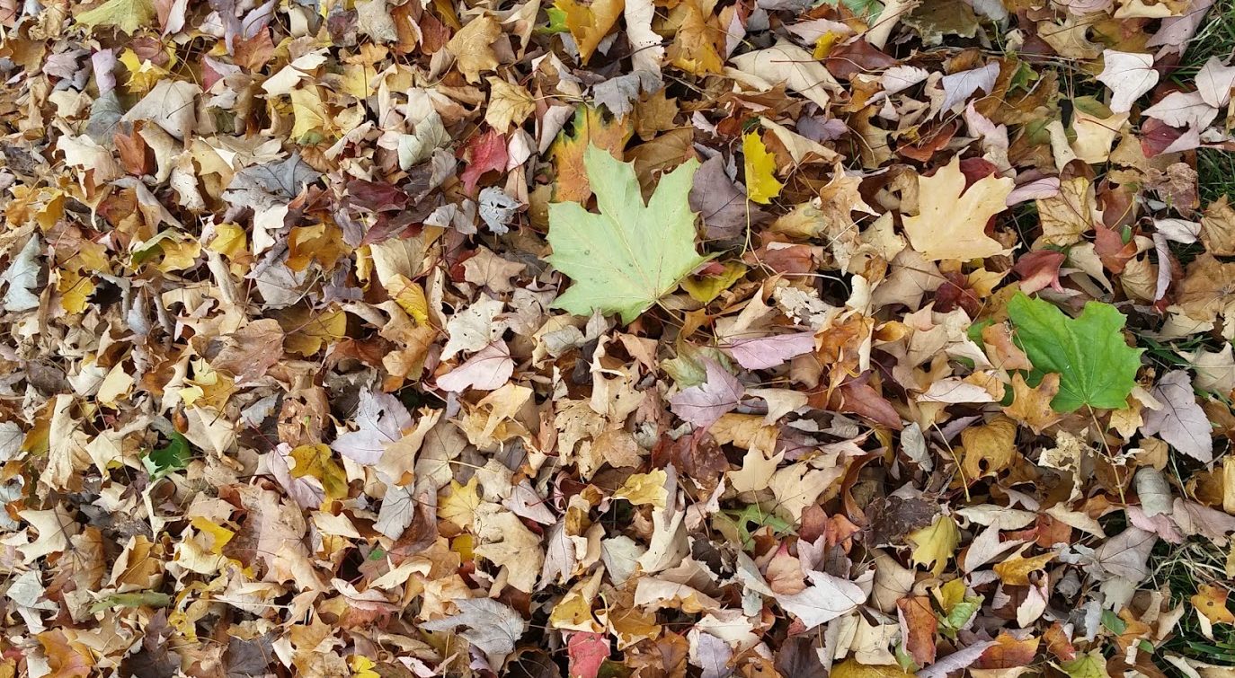 Long Island Fall Festivals