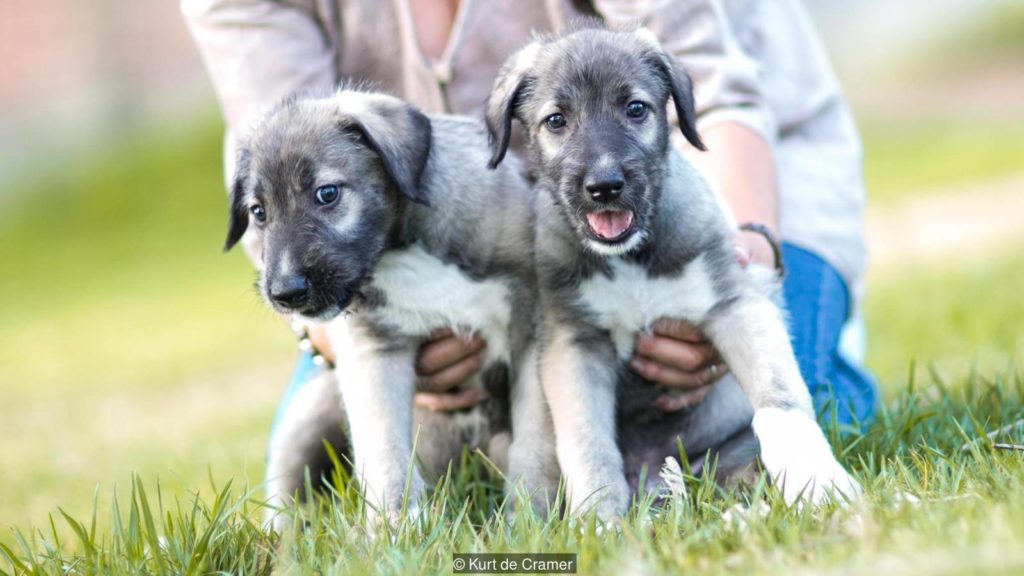 Identical Twin Puppies