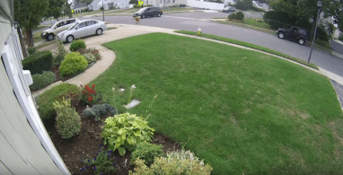 Dog hit-and-run