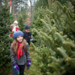 Christmas Tree Farm Long Island