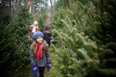 Christmas Tree Farm Long Island