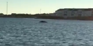 Humpback whale Long Island