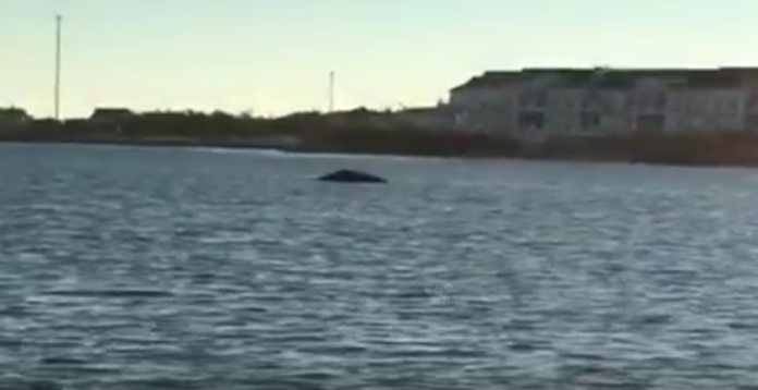 Humpback whale Long Island Humpback whale Long Island