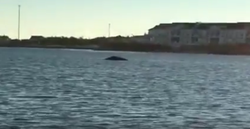 Humpback whale Long Island