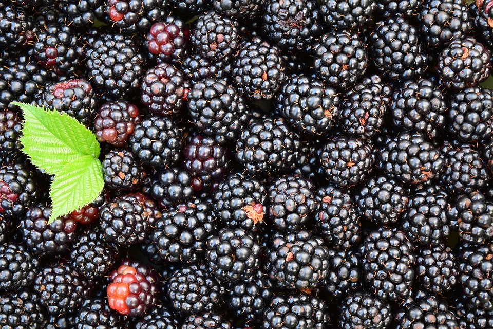 blackberries 1541320 960 720