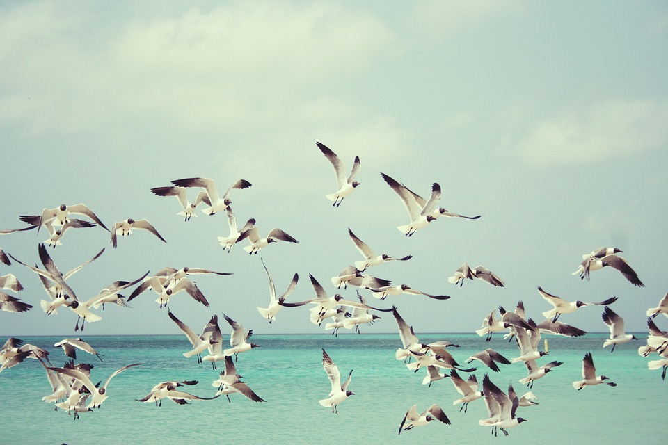 seagulls