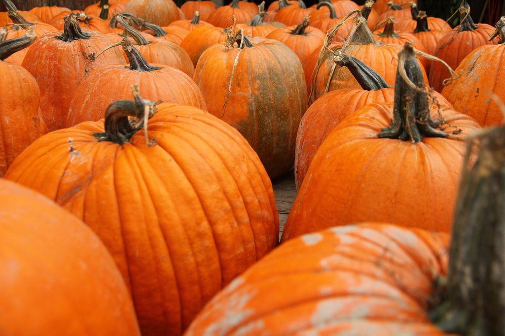 pumpkins