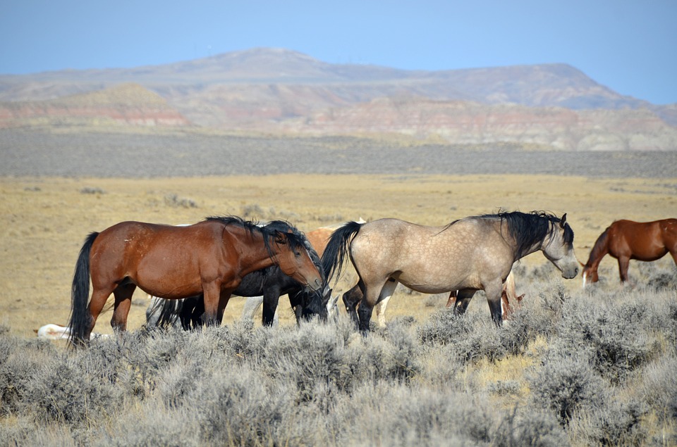 wild horses