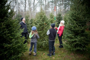 Christmas tree farm