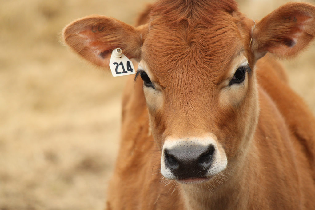 jersey cow