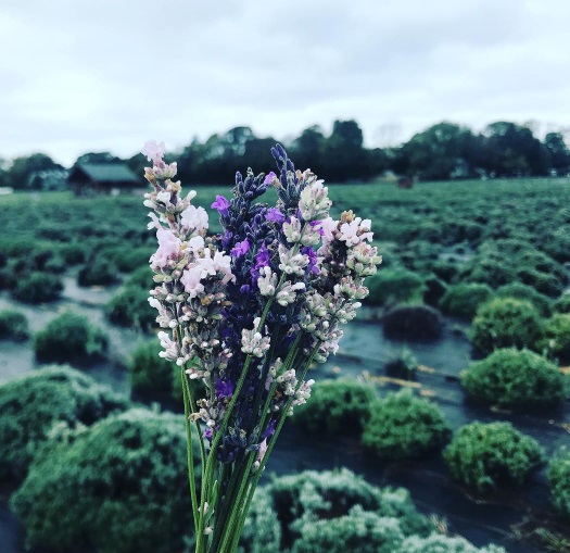 lavender by @lavenderbythebay