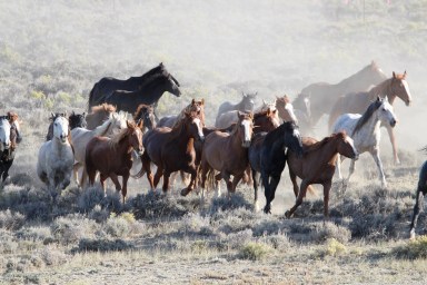 wild-horses-1496924795YrO