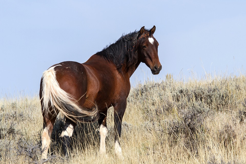 wild horses 1760581 960 720