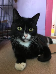 midnight e1516971879807