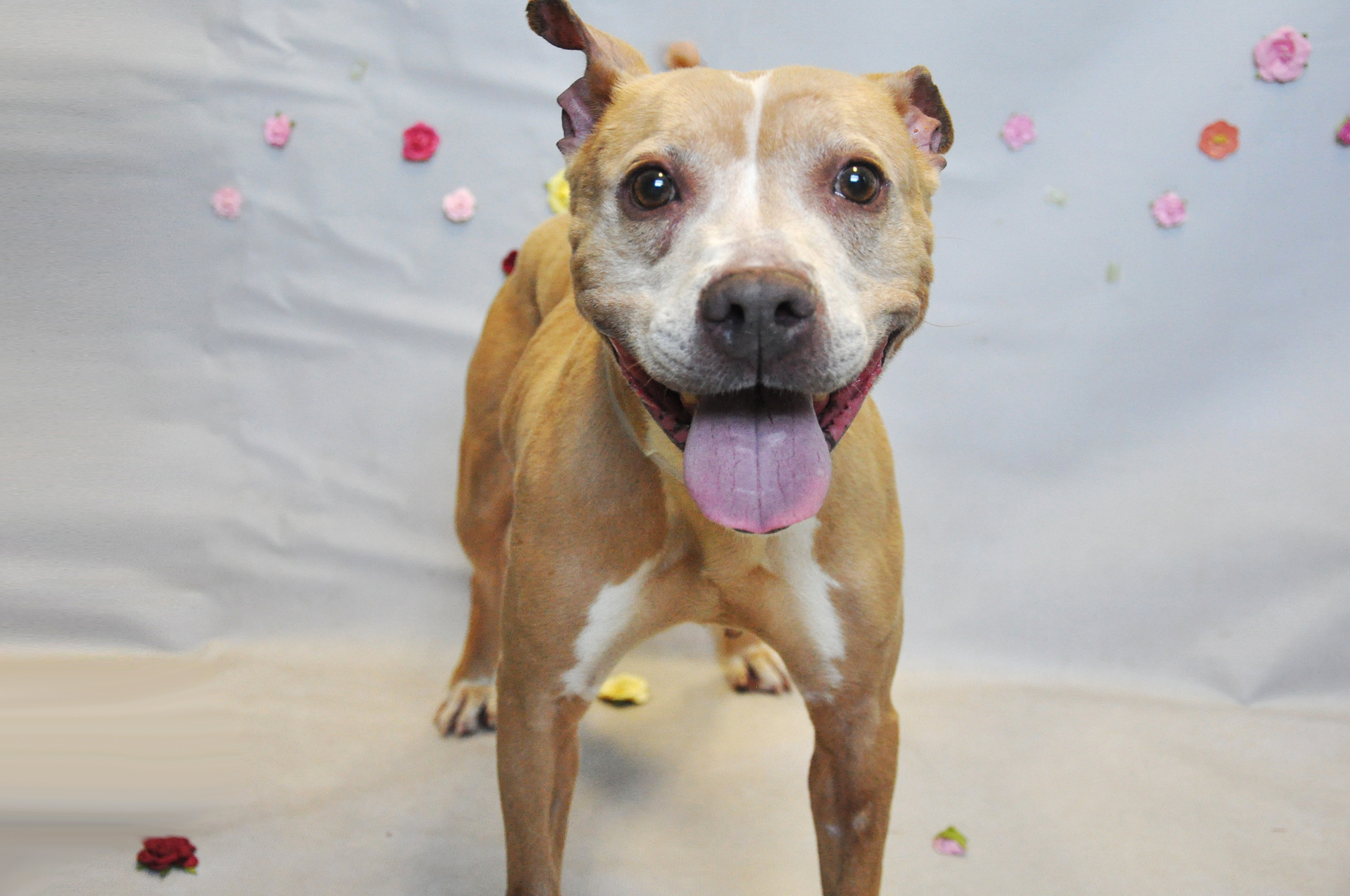 Dog Adoption Shelters On Long Island Dog Adoption Shelters On Long Island
