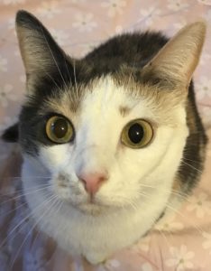 toasty e1518095842629