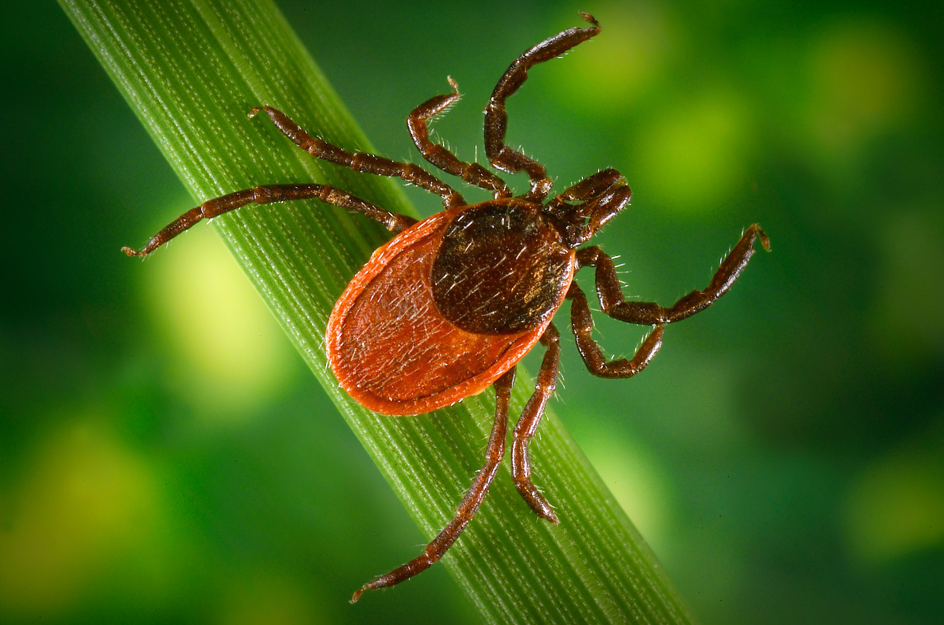 Female deer tick questing CDC