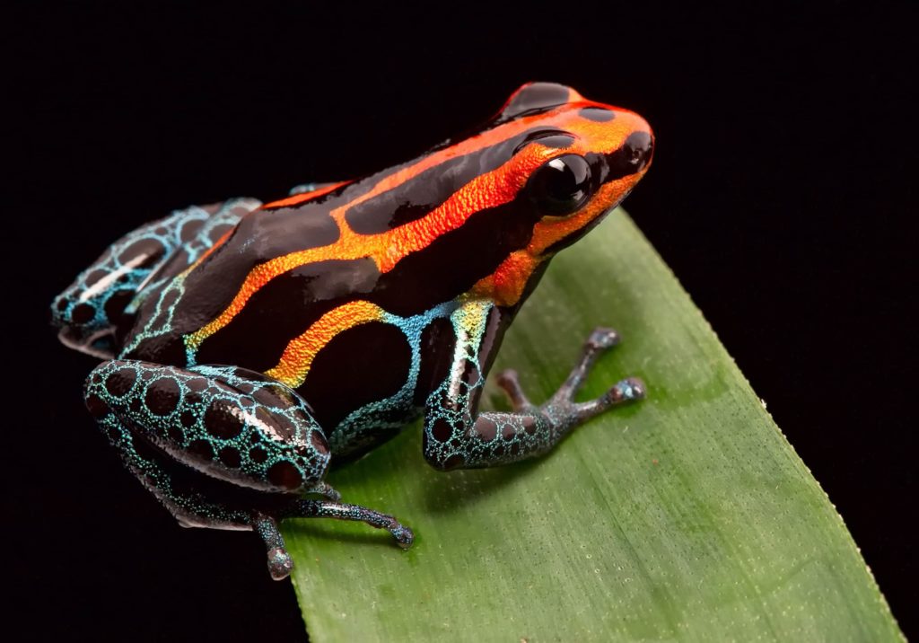 Poison dart frogs are pretty but deadly.