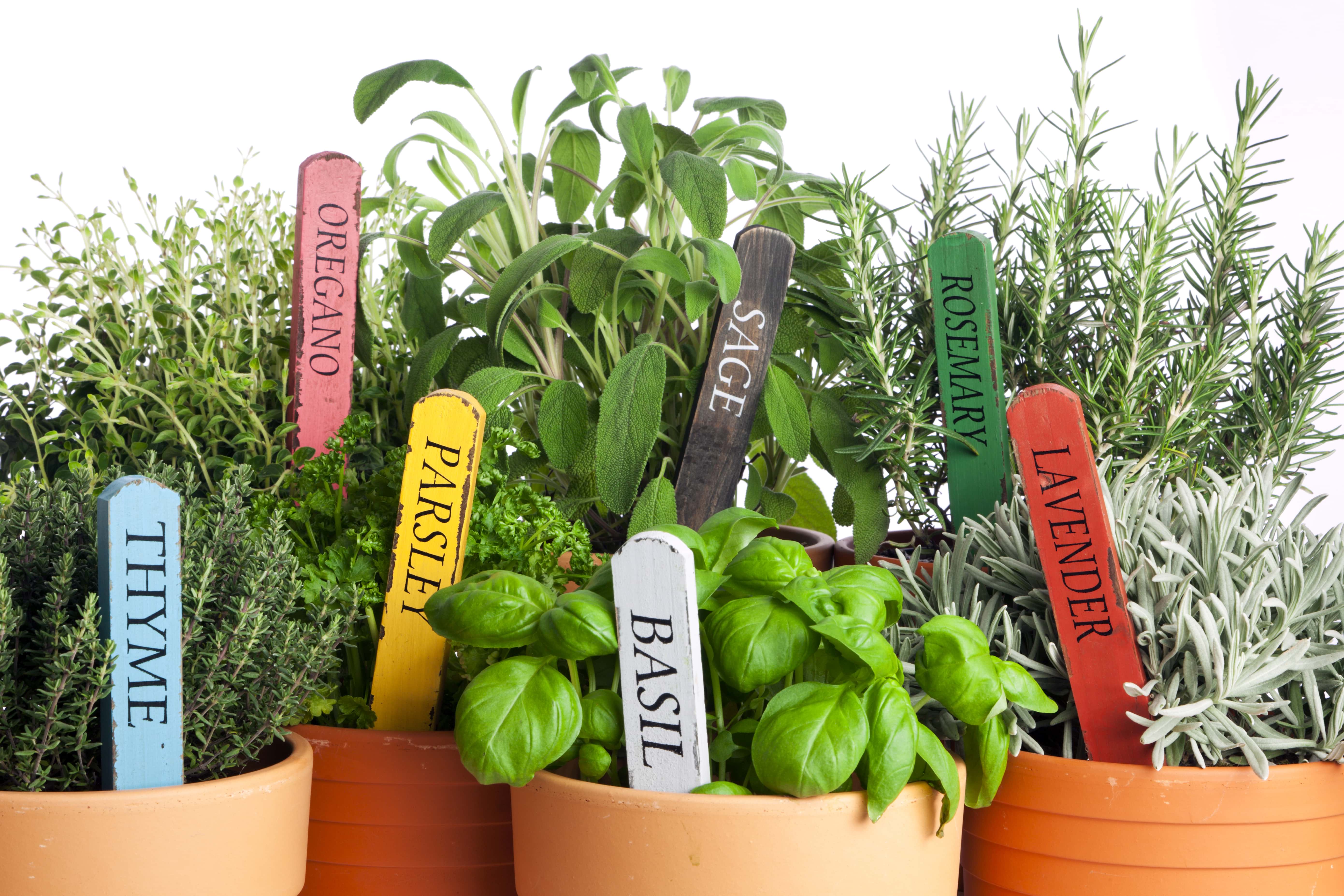 Pro Tips for Starting An Herb Garden