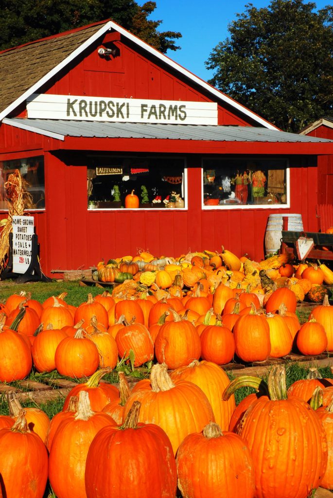 A farmstand in Peconic New York on the North Fork of Long Island displays a bounty of pumpkins for Halloween and Fall decorations 1