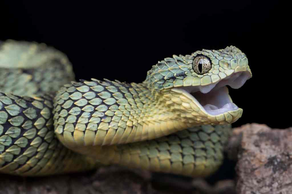 Only a minority of snakes, like this Bush Viper, are venomous. (Shutterstock)