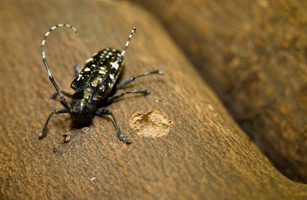 Asian Longhorned Beetle