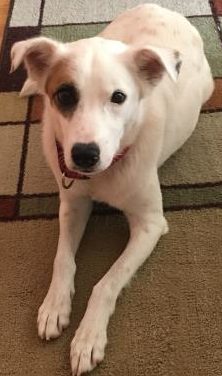 april e1534520786713