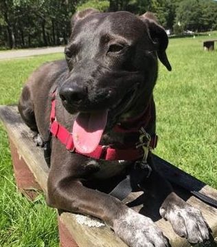 gracie e1534521037465