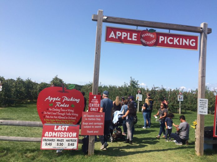16 Long Island Farms To Visit This Harvest Season