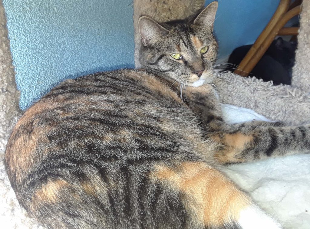 scarlett 1 e1539016343780