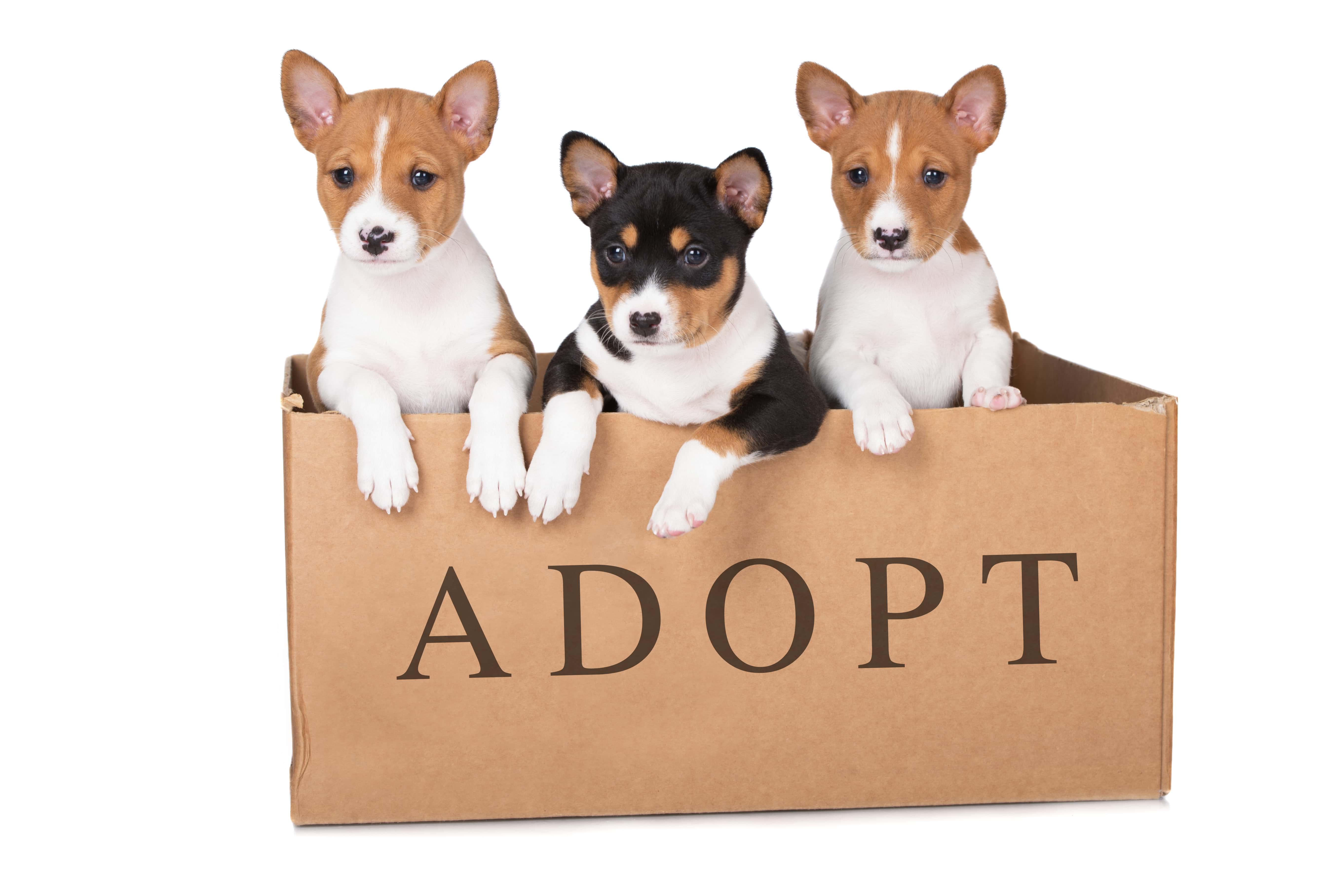 Pet Adoptions How To A New Furry Friend