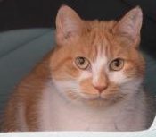 pumpkin e1542320343891