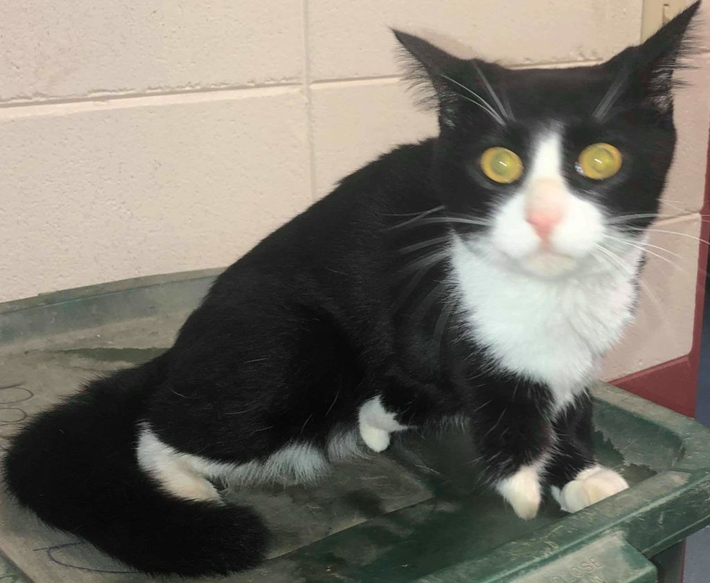 kali ma e1544725014779