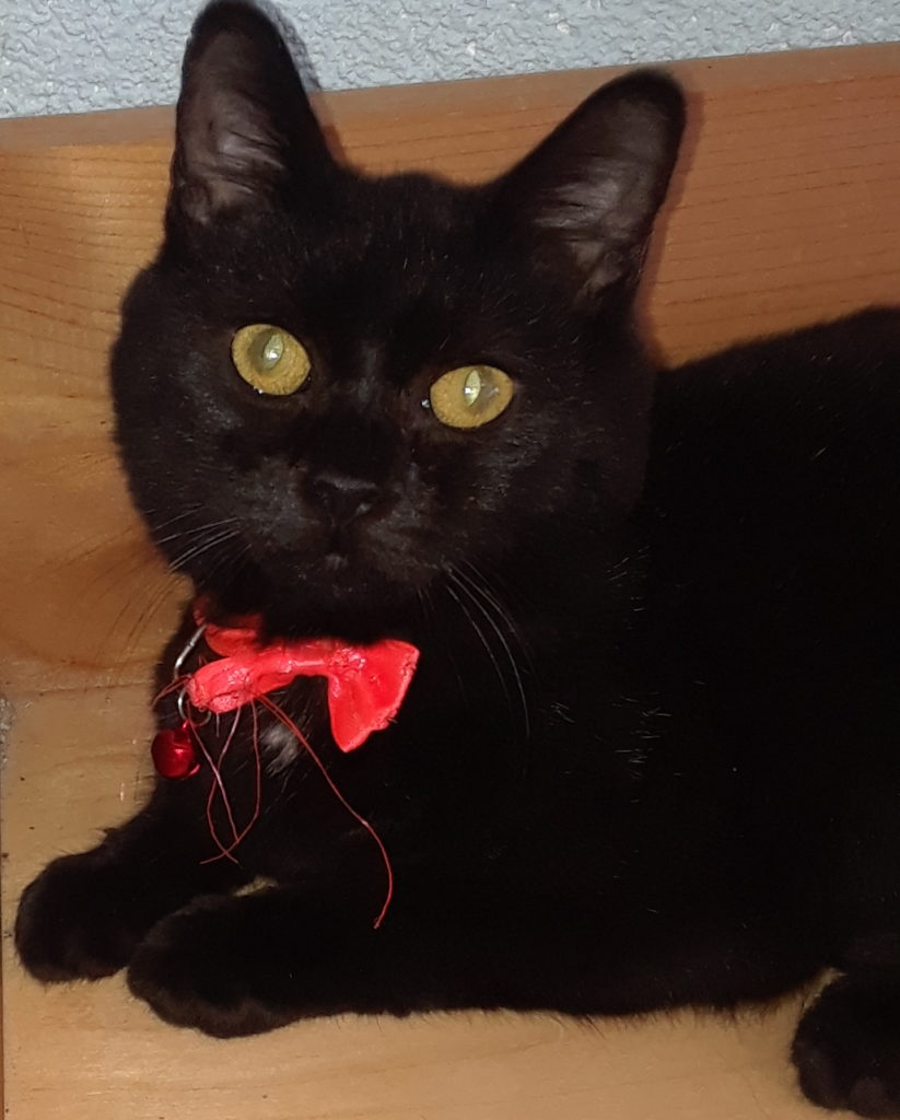 norma e1544724745798