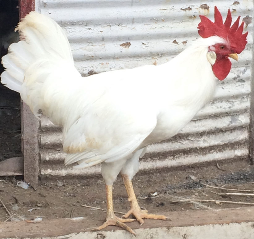 raleigh e1544455519698