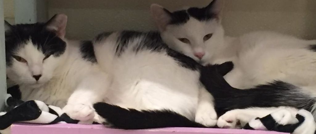 sophie and slinky e1545325776168