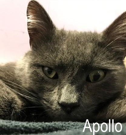 Apollo