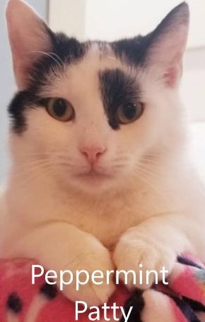 peppermint patty 1
